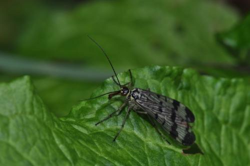 Panorpa communis